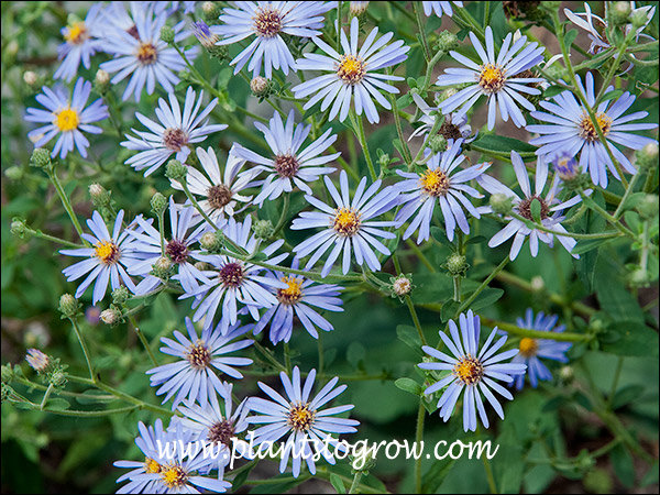 I have seen the species Aster macrophyllus many times in natural sites.  This is an outstanding improvement on that plant.